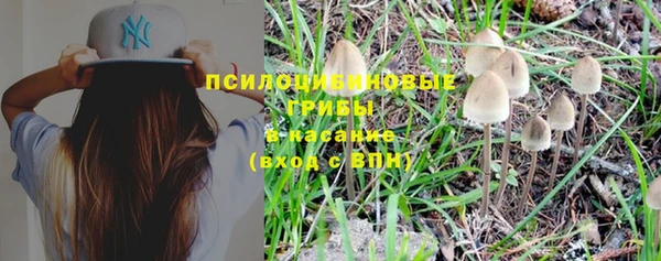 ГАЛЛЮЦИНОГЕННЫЕ ГРИБЫ Белокуриха